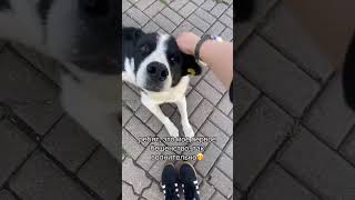 NEIGHBOR'S DOG 😂😂😂