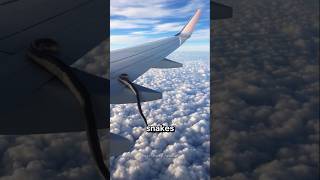 These Are the Friendliest Snakes People Always Fear 🐍😅