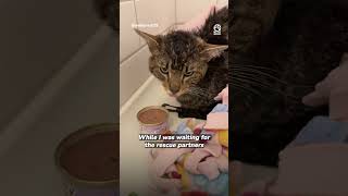 이 고양이의 여정을 지켜보는 건 감정의 롤러코스터 같아요 🥹🥹