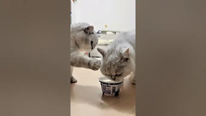 Cats, dogs, pets lover ❤️😘😂 #petshub #funny #animals #cat #cute