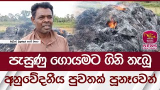 පැසුණු ගොයමට ගිනි තැබූ අනුවේදනීය පුවතක් පූනෑවෙන් | Rupavahini News