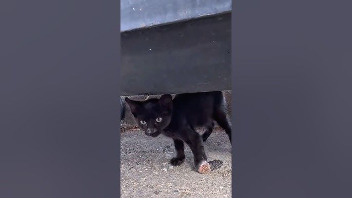 Blackie's tripod has been given a new life. #cat #rescuecat #kitten