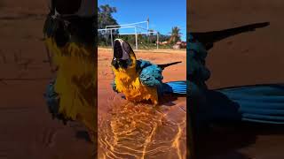 Cats, dogs, pets lover 😂❤️🤩 #petshub #animals #cat #funny #cute