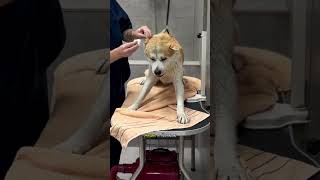 ЯПОНСКАЯ АКИТА НОБУ В ГРУМИНГ-САЛОНЕ #собаки #груминг #тбилиси #грузия #dogs #grooming #tbilisi
