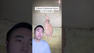 Самые Страшные Звуки Птиц в Мире