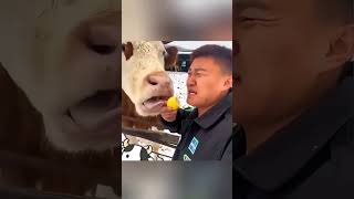 Holy cow funny moments