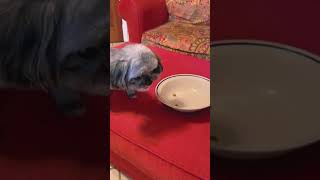 이 개들에 대한 태도 😂😂😂