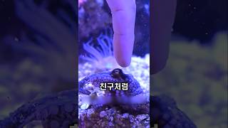 작은 문어, 조개에 갇혀 있었습니다