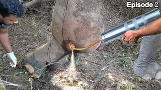 𝙄𝙣𝙛𝙚𝙘𝙩𝙚𝙙 𝙜𝙪𝙣𝙨𝙝𝙤𝙩 𝙬𝙤𝙪𝙣𝙙 😢😢#elephant #wildlife #animals #nature