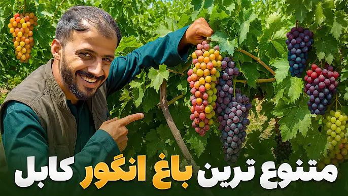 گزارش ویژه صالح محمد کتوازی از یکی از متنوع ترین باغ های انگور کابل