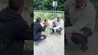 Gerettet beim Asyl ❤️‍🩹 #savethedogsbih #rescuedogs #teamwork #pleasedonate #straydogs  #dogs