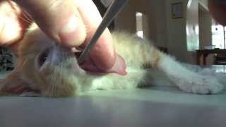 Kitten with fishbones in the throat - Sometimes your fingers are just way too big!