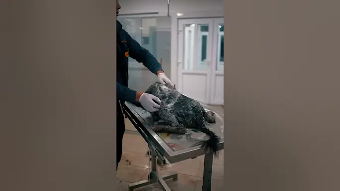 TEAMWORK 🤜🏽🤛🏽 #savethedogsbih #rescuedogs #pleasehelp  #pleasedonate #dogcare #dogrescueshelter