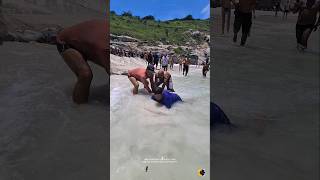 ⚡🐠 A CAVALA GIGANTE QUE AGITOU A PRAIA GRANDE EM ARRAIAL DO CABO RJ BRASIL. 🇧🇷 #shorts