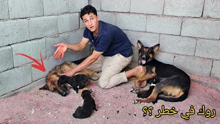 صارت أكبر مشكلة في المزرعة !! روك في خطر 😣🔥