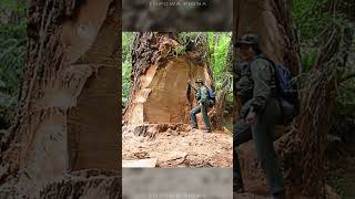 Ktoś Ukradł Całą Szkołę! TOP 5 Gigantycznych Kradzieży!