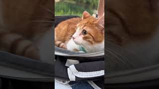 Šetam MAČKU kao PSA! 🐱