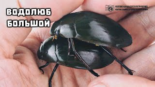Водолюб большой. Крупнейший водный жук России и сопределья. // Clever Cricket