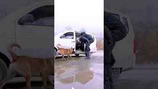 感人瞬间：狗狗与叔叔英勇营救差点中毒的独居盲人🐶♥️👍