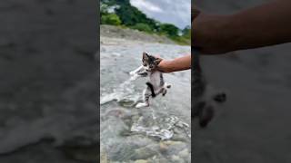 Voy a lanzar el gatito si no me dan mi dinero #viral #suscribete #shorts #gatos #fyp