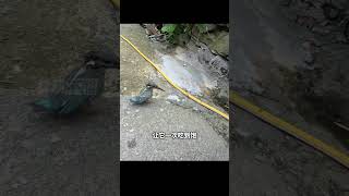 一隻感恩的翠鳥 #神奇動物在抖音#人與動物發生感人的故事  #萬物皆有靈性 #翠鳥 #神奇的閒魚