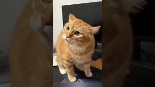 Funny Animal Videos, Dogs, Cute Animals, Funny Videos