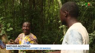 Acadjou d'Afrique : l'arbre le plus haut du Bénin