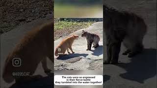 애네는 사서 고생하는 생물 1티어