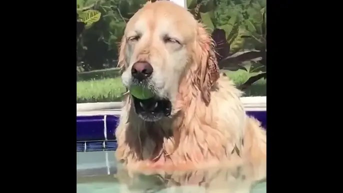 I'M TIRED BOSS 😂😂😂