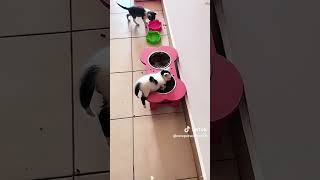 Katzen schlafen überall auch im zu kleinen Kochtopf 😂😂😂