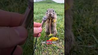 Voici les 3 animaux les plus malchanceux de la nature #découverte #animaux #shortvideo