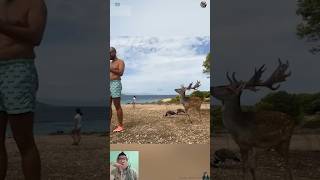 Animals Gone Rogue And They’re Fast #shorts