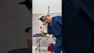 ХАСКИ РАСТ В ГРУМИНГ-САЛОНЕ #собаки #хаски #груминг #тбилиси #грузия #grooming #tbilisi #georgia