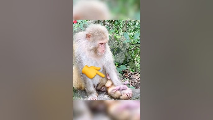 قرد صغير يتعرّض للضرب من أمه... 💔🐵