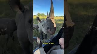 Носорог, живой трактор на солярке из злости