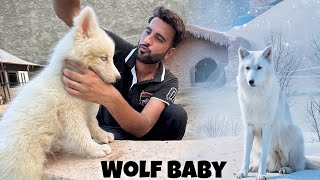 New Animal Face Revealed😍 White Wolf Agiya Zoo Main❤️