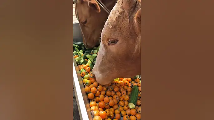 Cats, dogs, pets e #animals #petshub #cat #funny #cute #petsrule