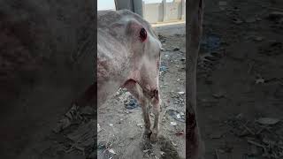 Rescued horse brutally beaten by owner #horse #lovehorses