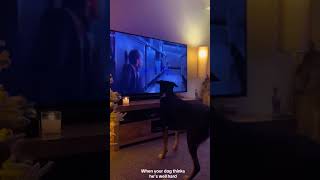 처음으로 공포 영화를 보는 개들