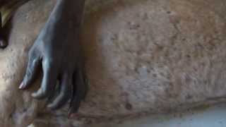 Uncountable number of parasites in a Mastiff-Mix in The Gambia