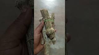 மலேசியான் கோவைக்காய் #shortsfeed #gardenplants #harbal #garden #shorts #herbal #natruel #trending