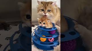 Cats, dogs, pets 🤩😍❤️ #animals #funny #cute #cat #petshub #petsrule #cuteanimals