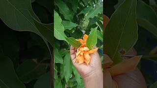 செண்பக பூ அறுவடை #shortsfeed #gardenplants #harbal #gardenflowers #garden #natruel #plants #senbagam