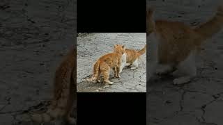 #funny#funnycat #cute #cutebaby #cat #catlovers #ytshorts #comedy #funnypet #youtubeshorts #animals