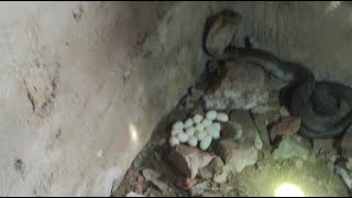 rohol aminডিম সহ সাপটি উদ্ধার করার অভিযান #