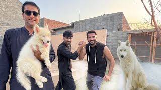 Wahab Bhiya Ny Wolf Rkhne Ki ijazat De Di😍Mubarak Ho Sb Ko❤️