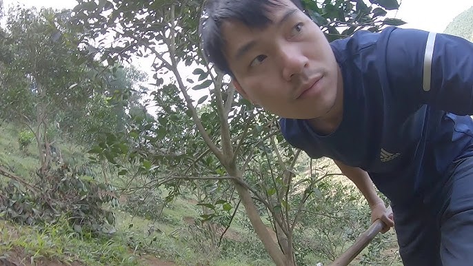 オレンジグアバの除草はある日とても大変でした