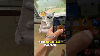 Si Babu Di Ganggu Oleh Serangga Yang Mengeluarkan Bunyi Sangat Nyaring #shorts #kucing