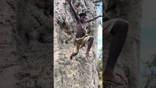 LIVE: Harvesting Honey is Not for the Weak! 🐝 The Bees Fought Back Today 😂🔥 #hadzabetribe