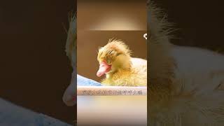 أجمل بطة #العظماء #film #الظروف